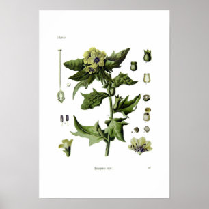 Hyoscyamus niger (Schwarzer Henbane) Poster