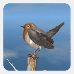 HYPER VRREN / ROBIN ROT BREAST QUADRATISCHER AUFKLEBER