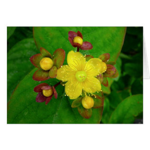 Hypericum Androsaemon 01