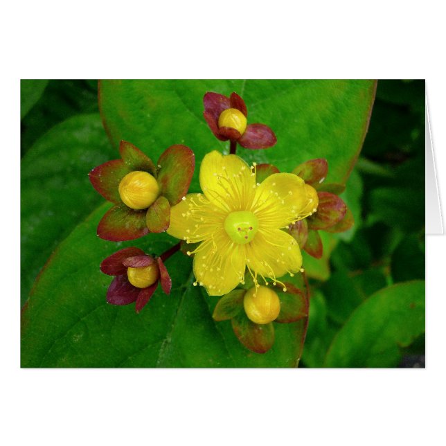 Hypericum Androsaemon 01 (Vorderseite (Horizontal))
