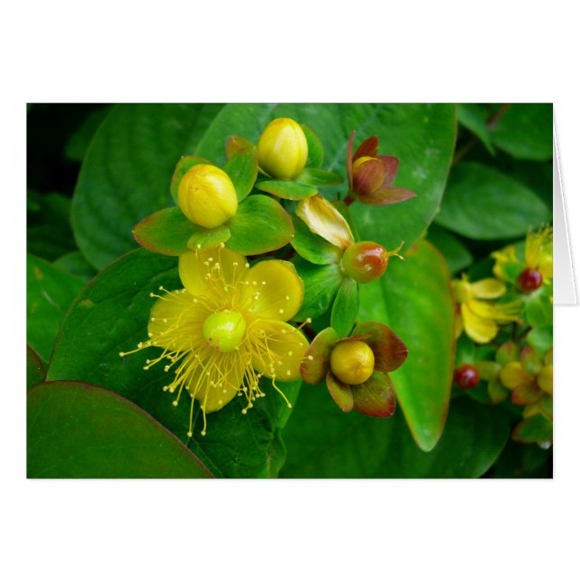 Hypericum Androsaemon 02 (Vorderseite (Horizontal))