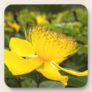 Hypericum Calcyinum Hard Plastic Untersetzer