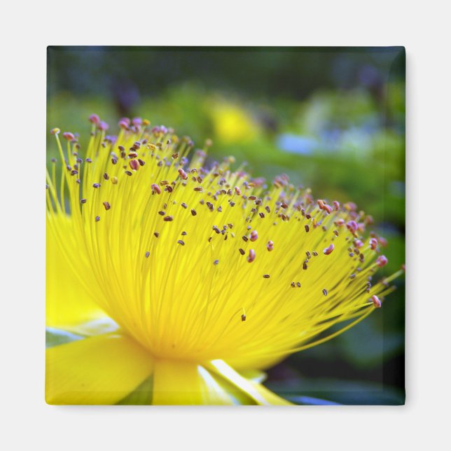 Hypericum calcyinum Magnet (Vorne)