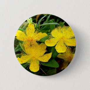 Hypericum calycinum Abzeichen Button