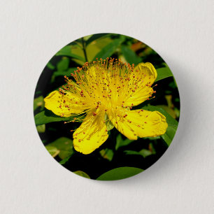 Hypericum calycinum Abzeichen Button