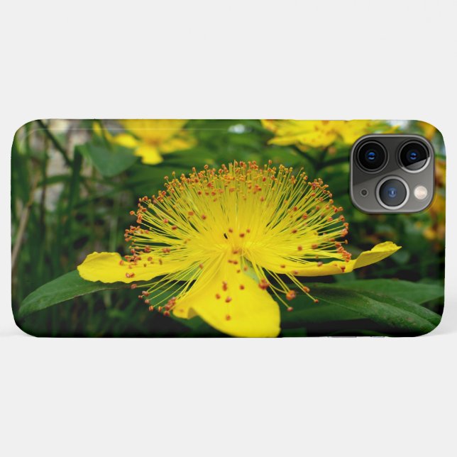 Hypericum calycinum Case-Mate iPhone hülle (Rückseite (Horizontal))