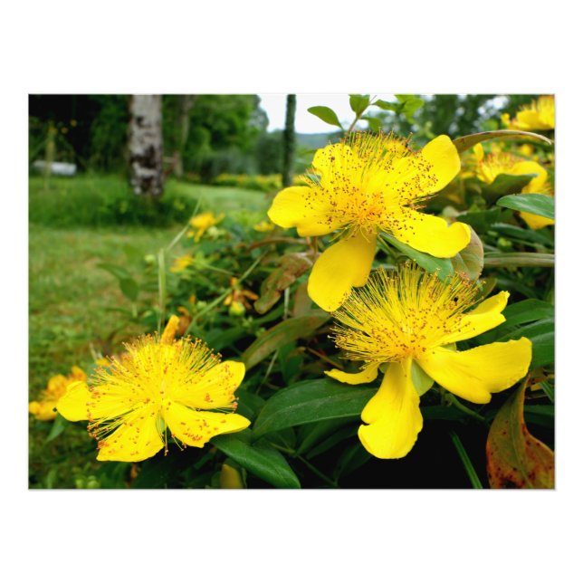 Hypericum calycinum fotodruck (Vorne)
