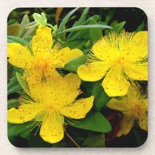 Hypericum calycinum getränkeuntersetzer