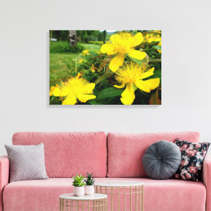 Hypericum calycinum leinwanddruck
