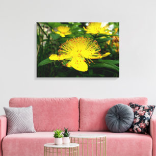 Hypericum calycinum leinwanddruck