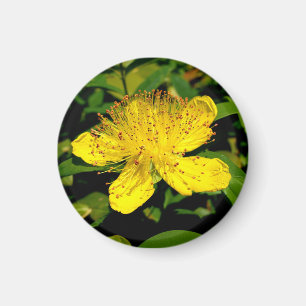Hypericum calycinum magnet
