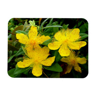 Hypericum calycinum magnet