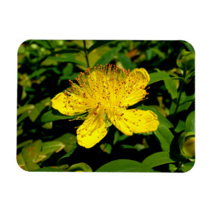 Hypericum calycinum magnet