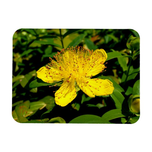 Hypericum calycinum magnet (Horizontal)