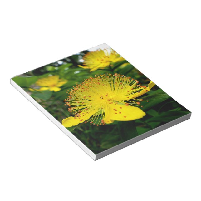 Hypericum calycinum notizblock (angewinkelt)