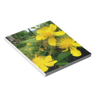 Hypericum calycinum notizblock