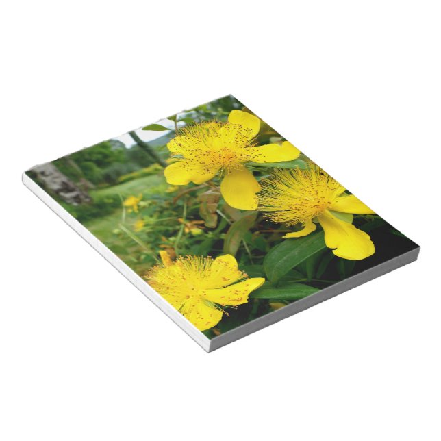 Hypericum calycinum notizblock (angewinkelt)