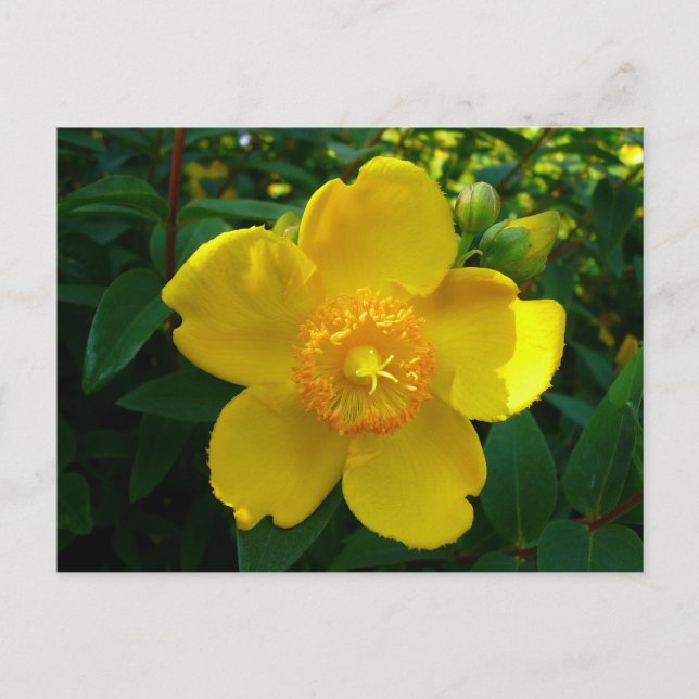 Hypericum Hidcot Postkarte (Vorderseite)