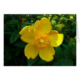 Hypericum Hidcote (Johanniskraut)