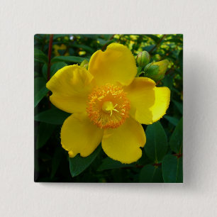 Hypericum Hidcote (Johanniskraut) Button