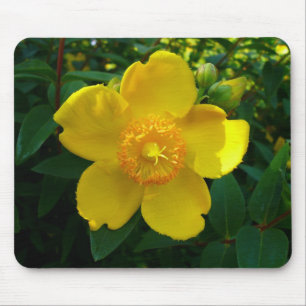 Hypericum Hidcote (Johanniskraut) Mousepad