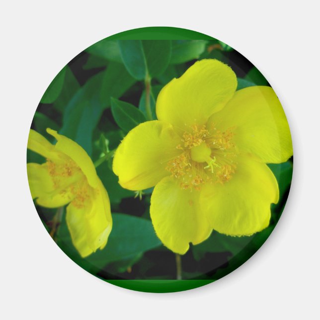 Hypericum Magnet (Devant)
