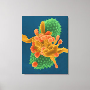 Hyphae Form des pulvrigen Mehltaus/Sporen und Leinwanddruck