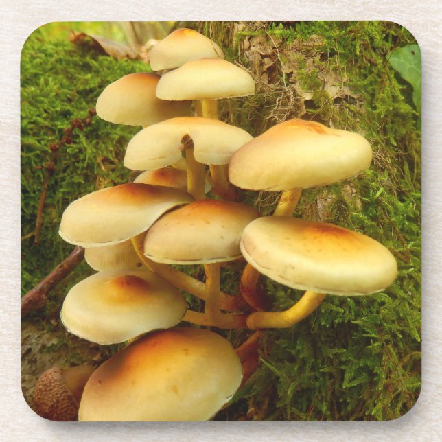 Hypholoma fasciculare Mushroom Plastic Coasters Untersetzer (Vorderseite)