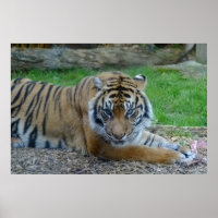 Hypnotic Tiger