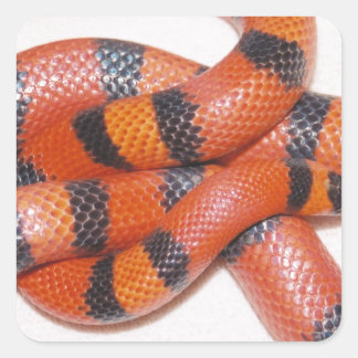 Hypo Honduran Milk Snake Milksnake Quadratischer Aufkleber