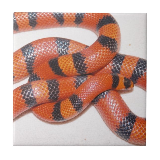 Hypo-honduranische Milch-Schlange Milksnake Fliese (Vorderseite)