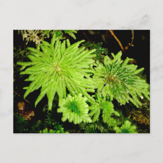 Hypopterygium arbuscula (Frösche-Schirmmoos) Postkarte