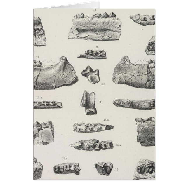 Hyracotherium, Meniscotherium (Vorne)