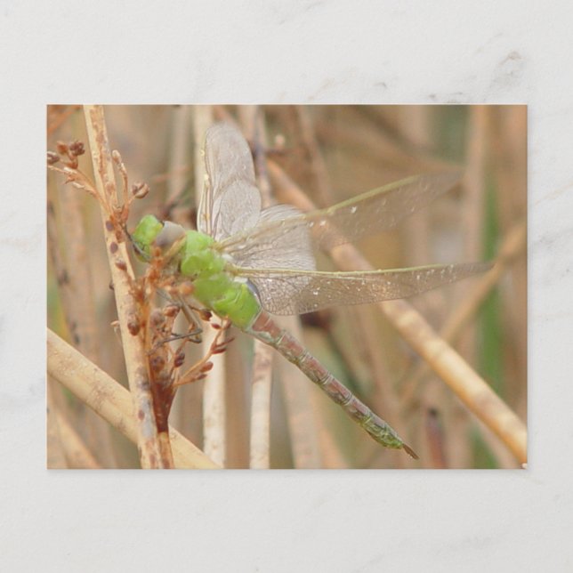 I1 Green Dragonfly Postkarte (Vorderseite)
