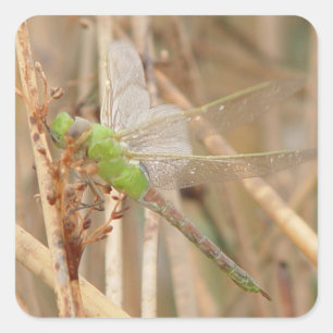 I1 Grüne Libelle Quadratischer Aufkleber