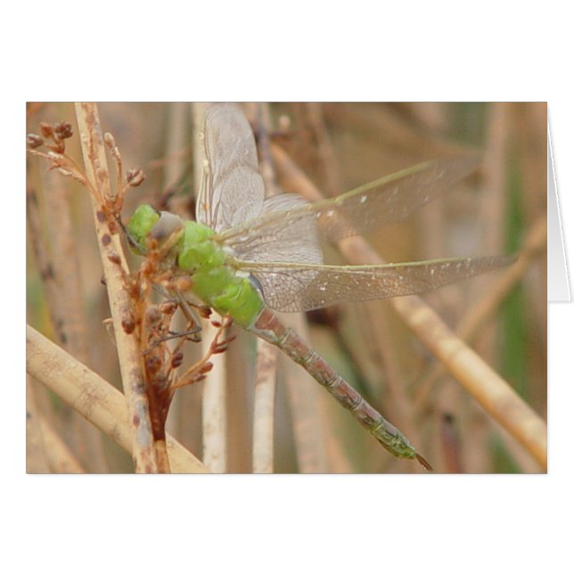 I1 Libellule verte (Devant horizontal)
