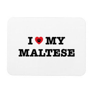 I Herz mein maltesisches Magnet