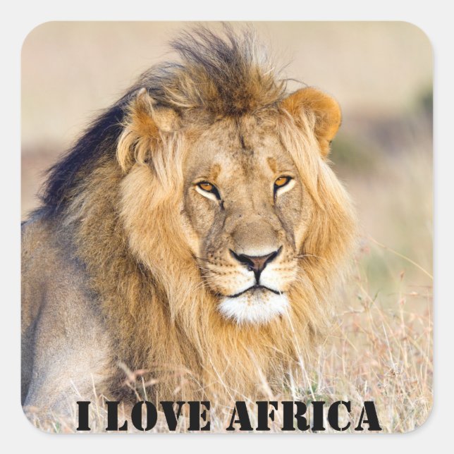 I Liebe Afrika Majestic lion Foto Quadratischer Aufkleber (Vorderseite)
