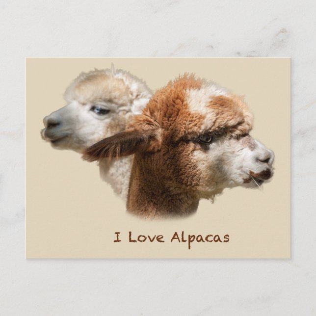 I Liebe Alpacas Postkarten (Vorderseite)