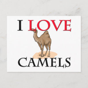 I Liebe Camels Postkarte