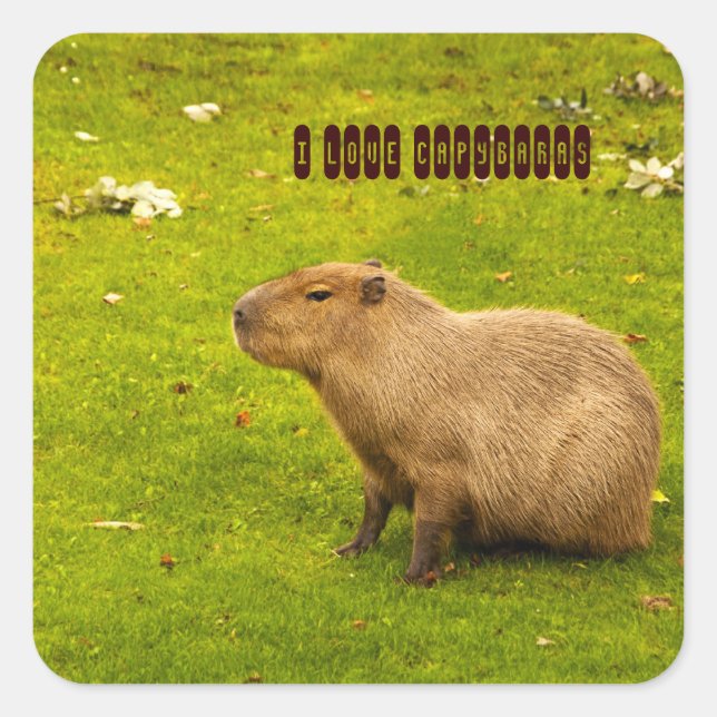 I Liebe Capybaras Aufkleber (Vorderseite)