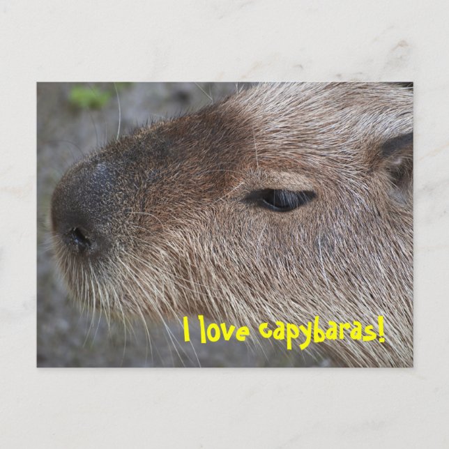 I Liebe Capybaras Postkarte (Vorderseite)