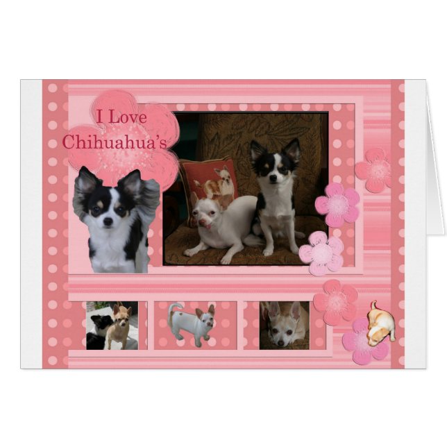 I Liebe Chihuahuas (Vorderseite (Horizontal))