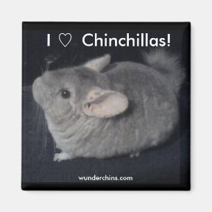 I Liebe-Chinchillas Magnet