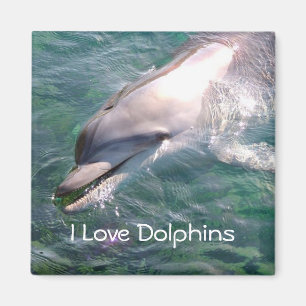 I Liebe Dolphins Magnet