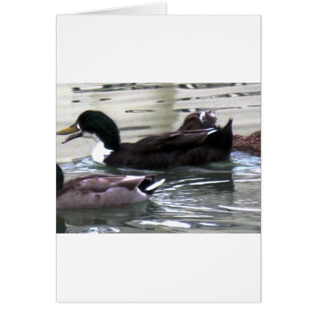 I Liebe Encks (Vorne)