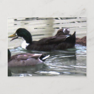 I Liebe Encks Postkarte