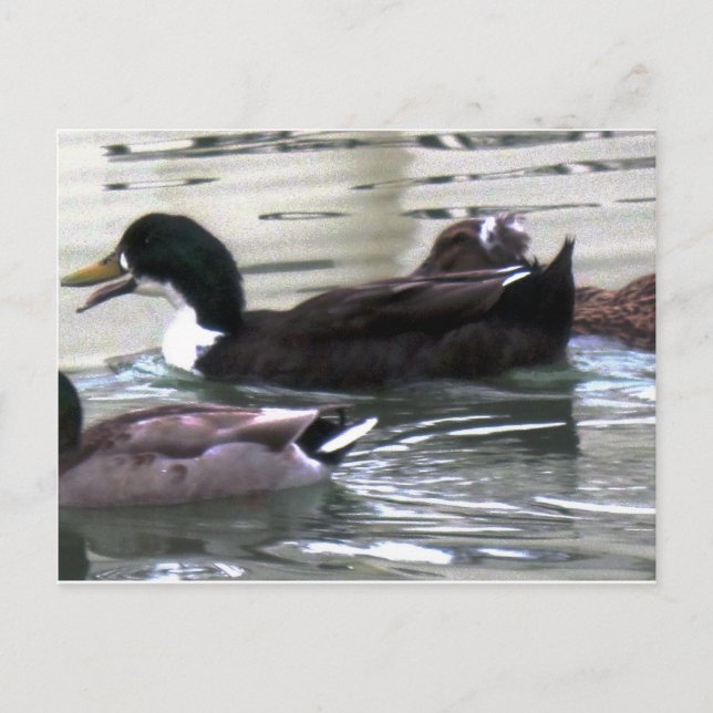 I Liebe Encks Postkarte (Vorderseite)