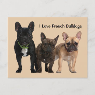 I Liebe French Bulldogs Postkarte