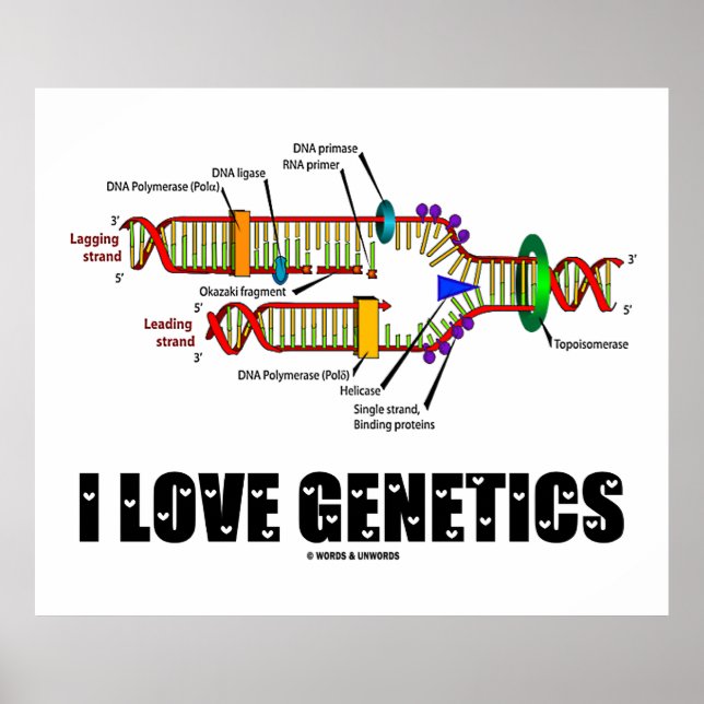 I Liebe Genetik (DNA-Replikation) Poster (Vorne)